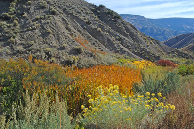 Autumn Colours At Gang Ranch In Fraser Canyon